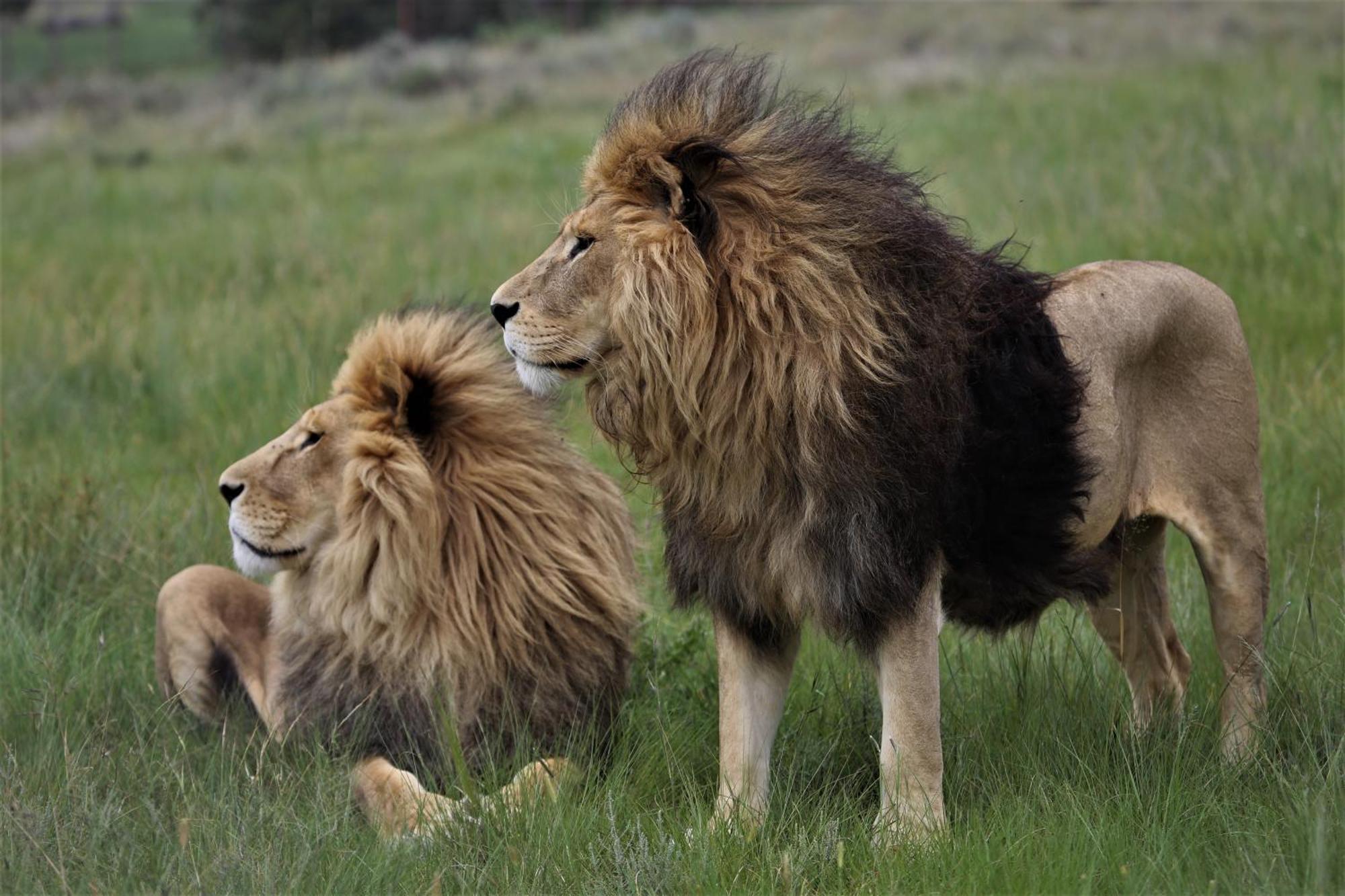 大猫动物保护区狮岩旅舍 伯利恒 外观 照片