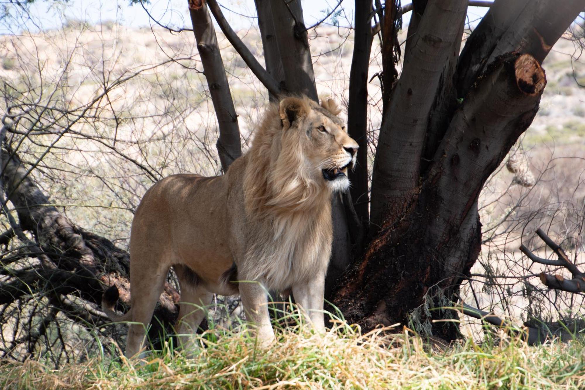 大猫动物保护区狮岩旅舍 伯利恒 外观 照片